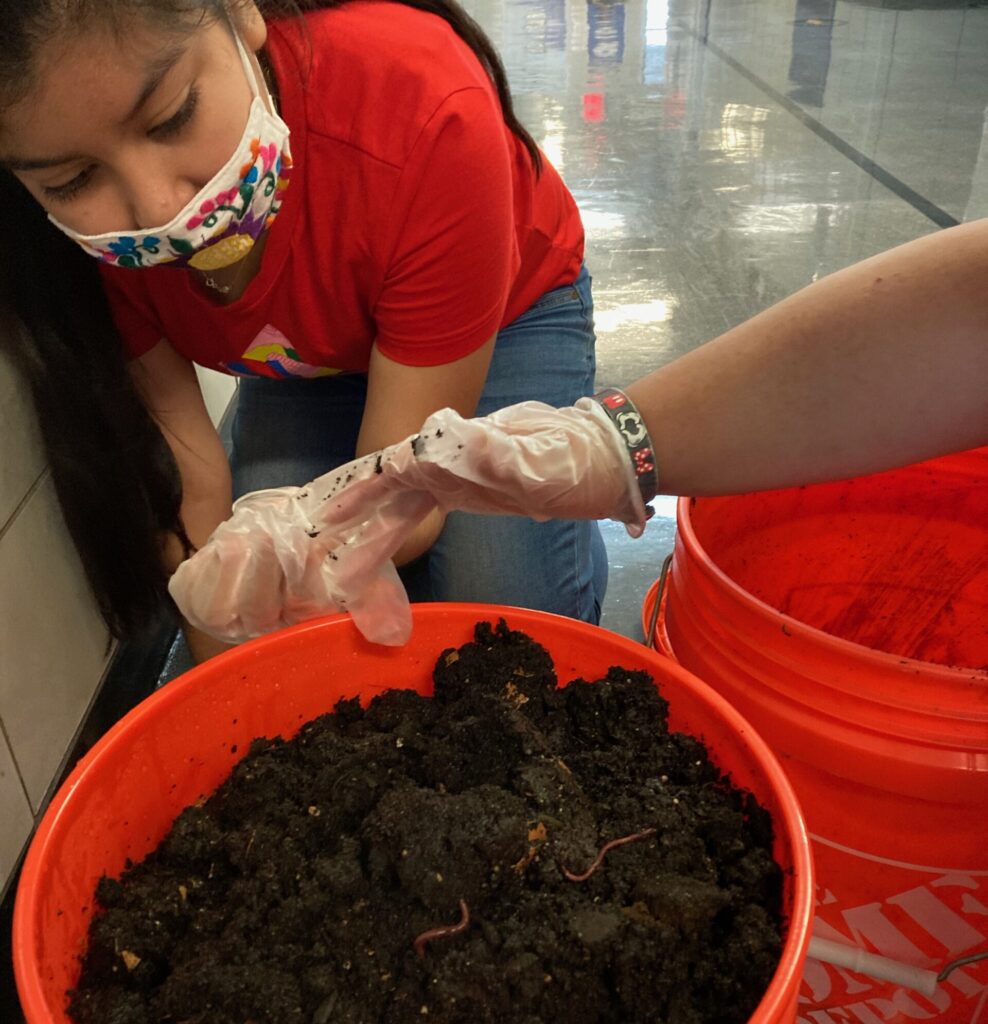 A girl in a red shirt looks at a bucket of compost. There are worms in the compost. A hand from off screen points out the worms.